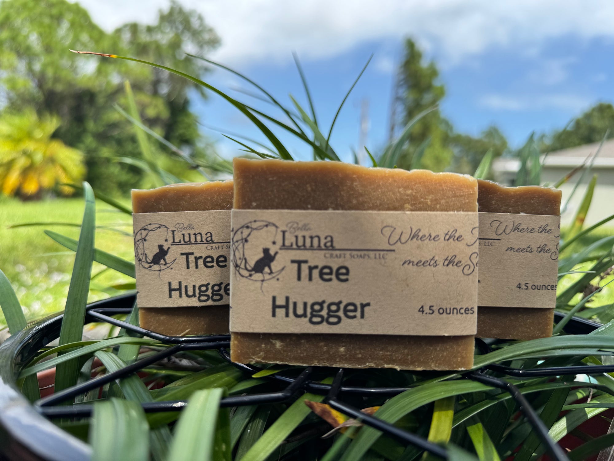 π³ Tree Hugger β A Forest-Born Tribute