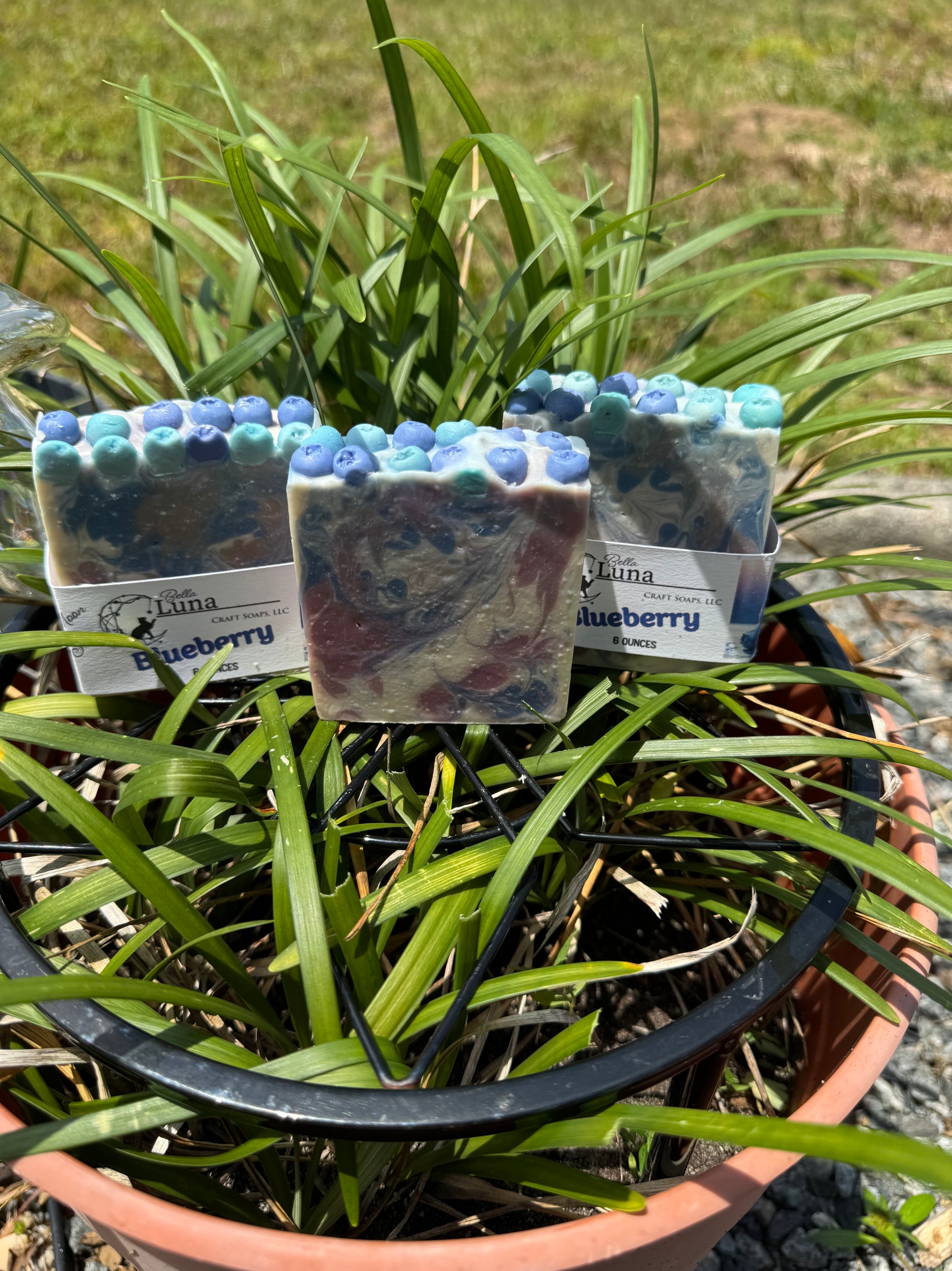 🫐 Blueberry